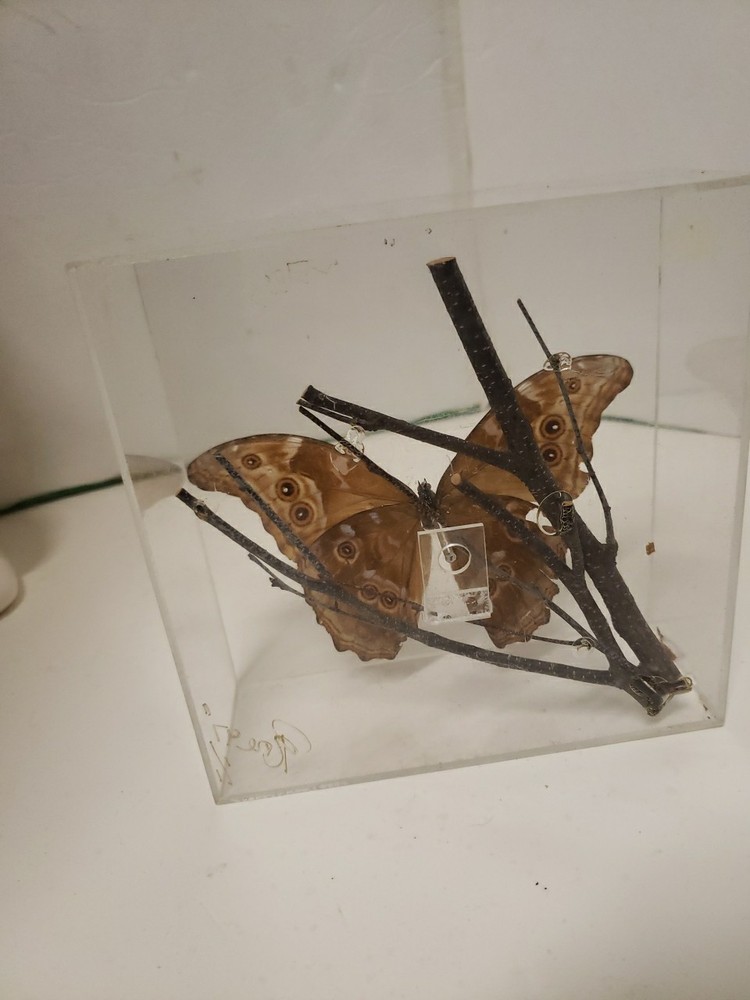 Blue Morpho Butterfly Acrylic Display Signed 1997