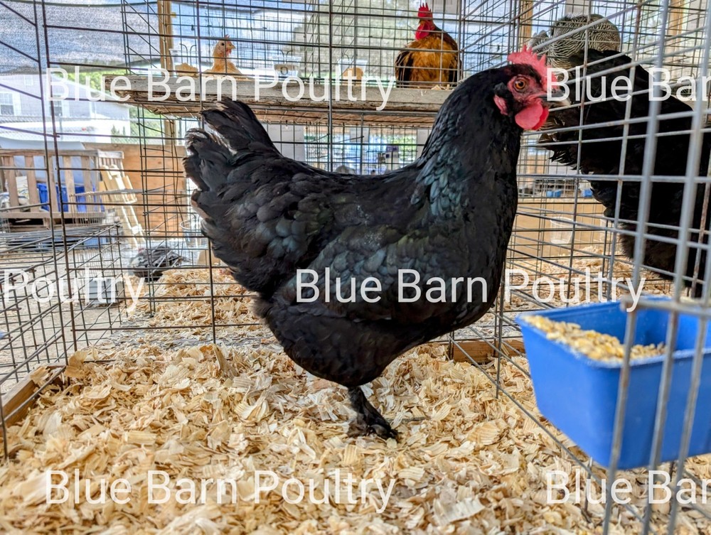 6 Lavender and Split to Solid Black Marans Chicken Hatching Eggs Purebred NPIP