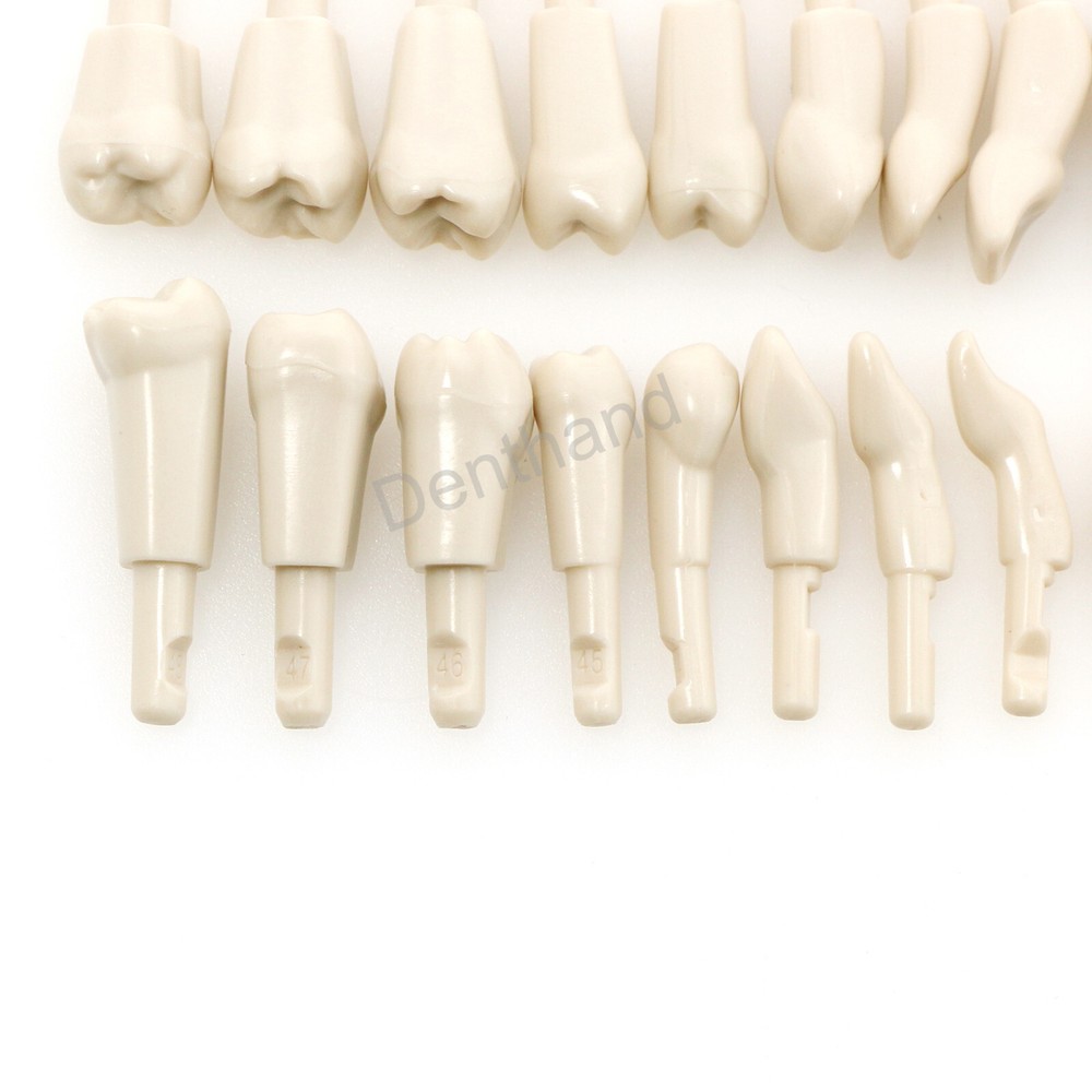 Dental Tooth Model for KaVo Basic 32Pcs Model Spare teeth Retention Mechanism
