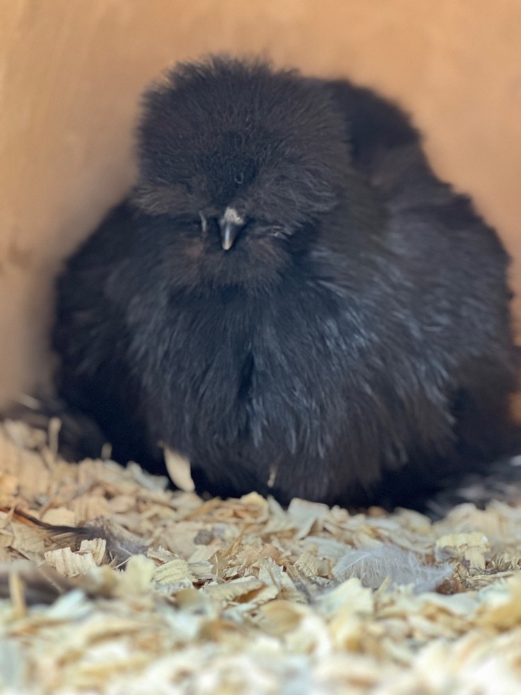 Silkie Hatching Eggs- breeder/show quality