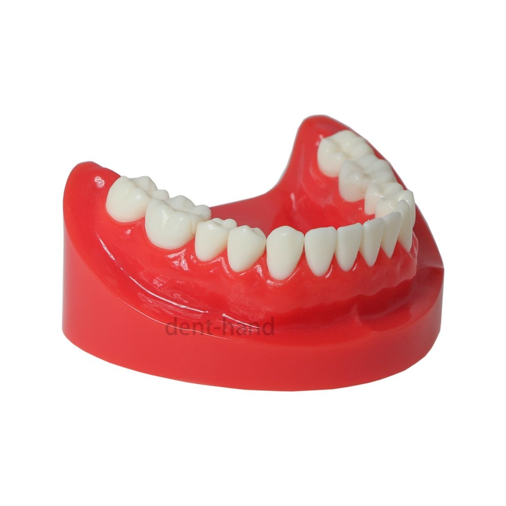 Dental Typodont Teeth Model Restoration Crown with Post Core Bridge M6004