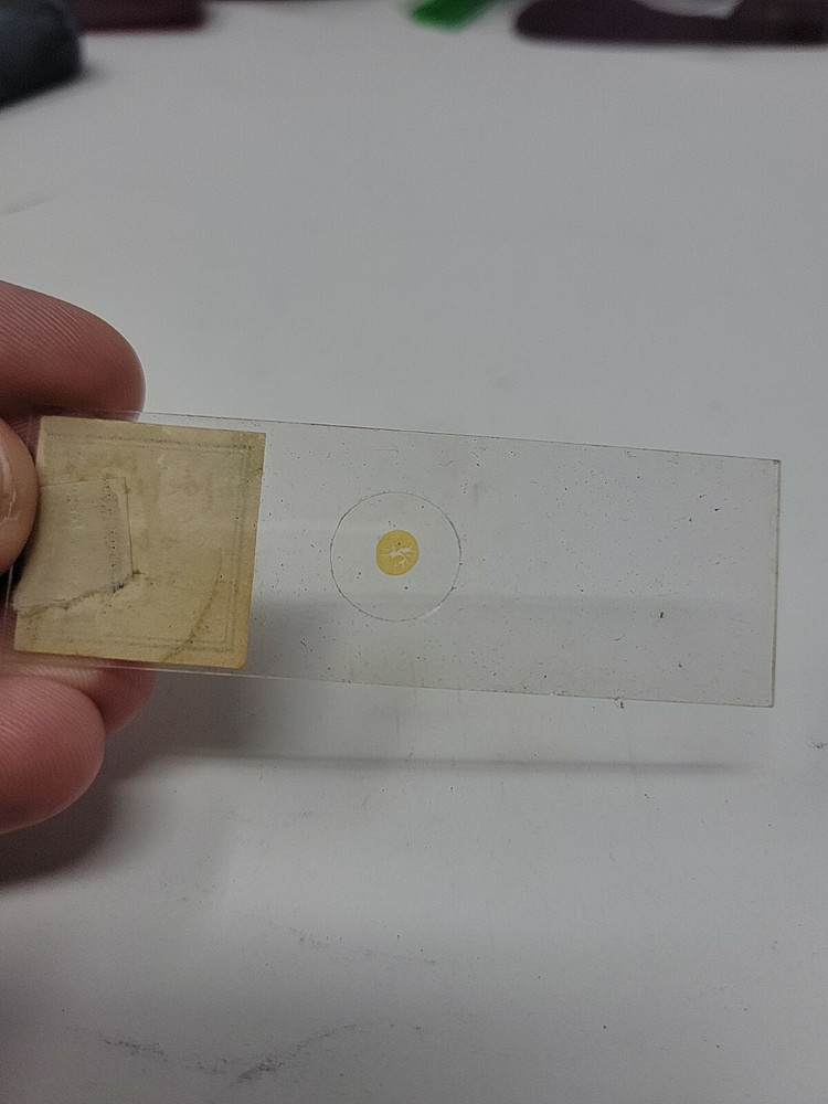 Vintage Microscope Slide 1941