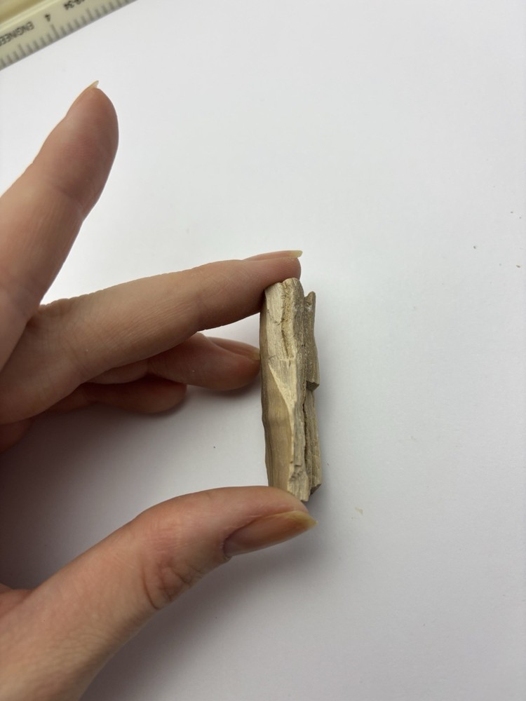 Petrified Wood