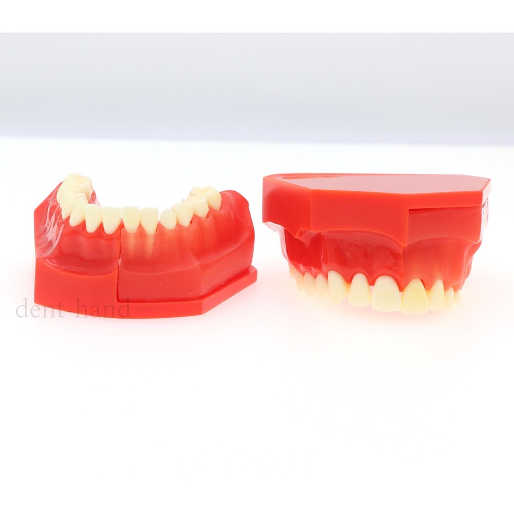 M7013 Teeth Permanent Tooth Dental Alternate Demonstration Study Teach Model