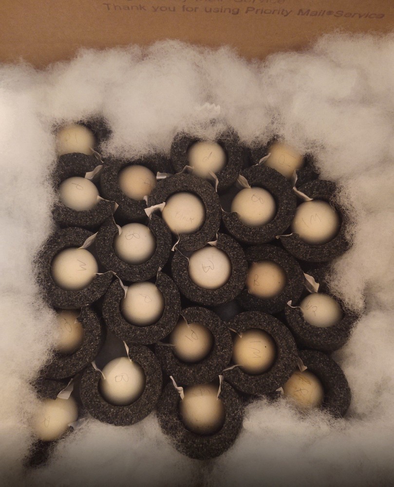6 quality Silkie Hatching Eggs