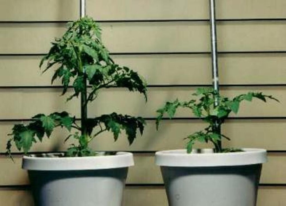Rootblast - Plant Growth Formula 30lb Bucket
