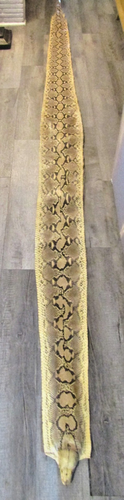 Taxidermy Genuine 15' 4" Long Reticulated Python Hide