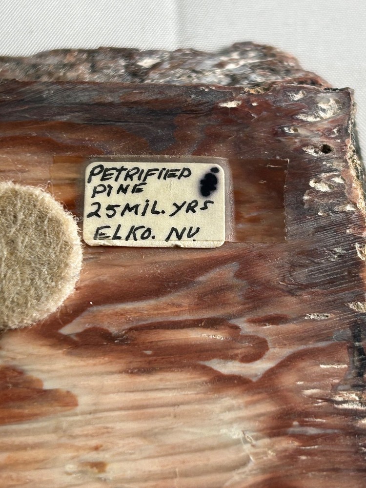 2.5 million year-old petrified pine