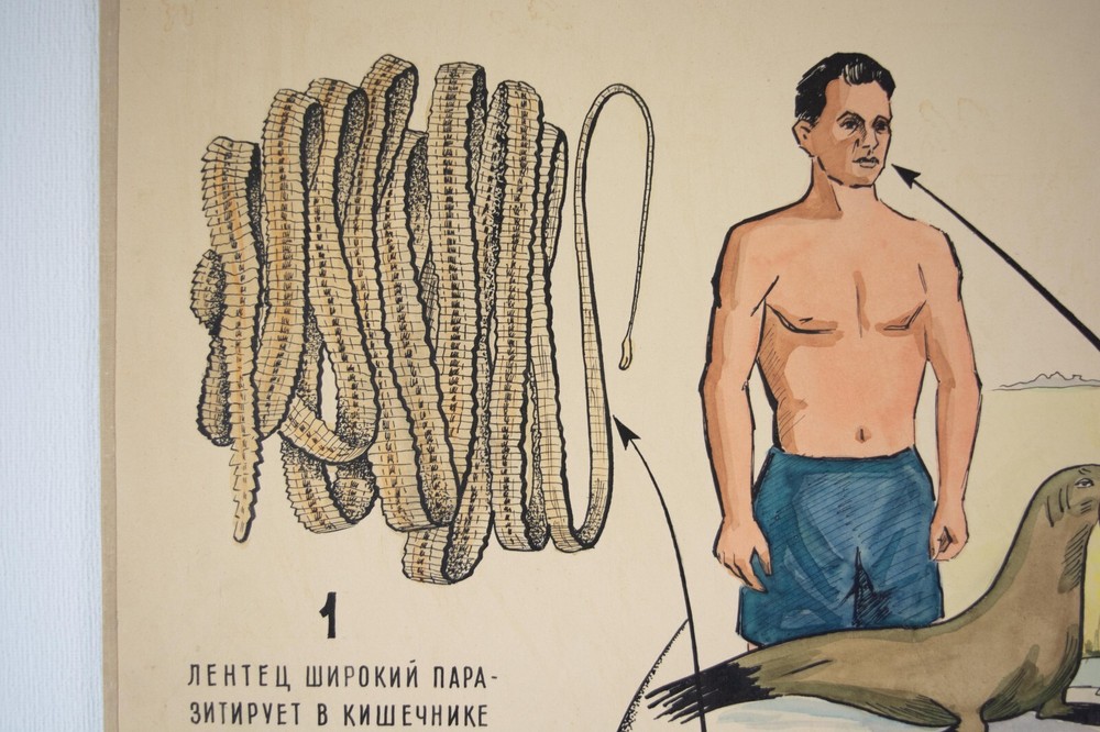 Vintage original handwritten poster. Pull down chart. Anatomical art poster.