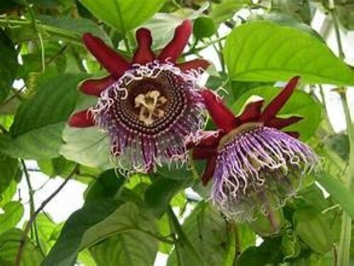Granadilla Passion Fruit Vine - Passiflora quadrangularis - Live STARTER Plant