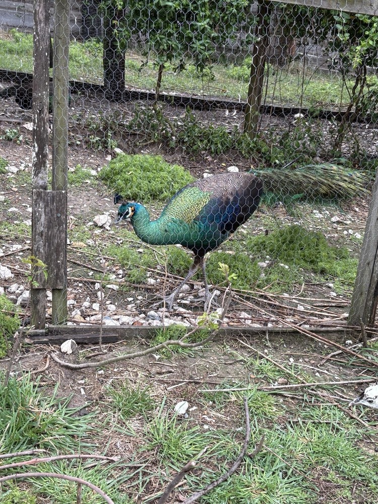 3 Java Green Purple Spaulding hatching eggs.