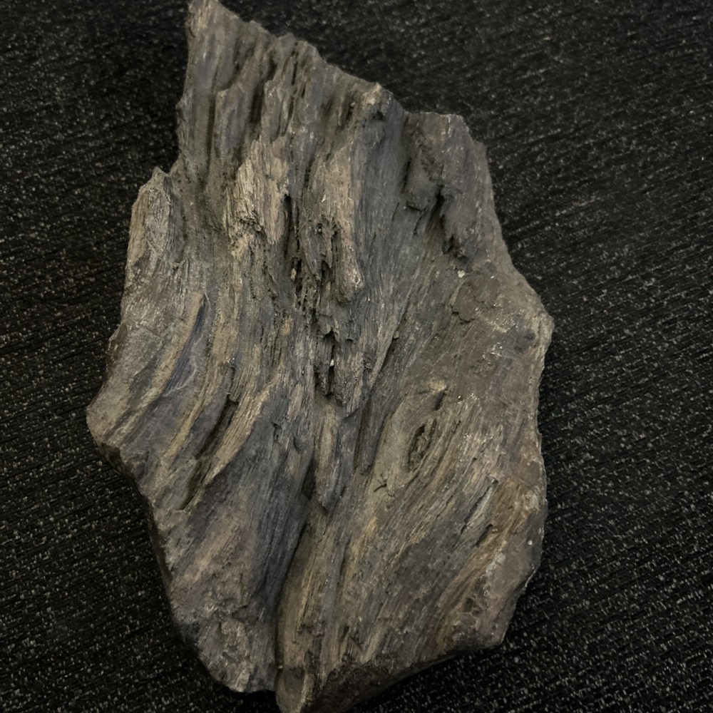 Petrified Wood Tree Fossil
