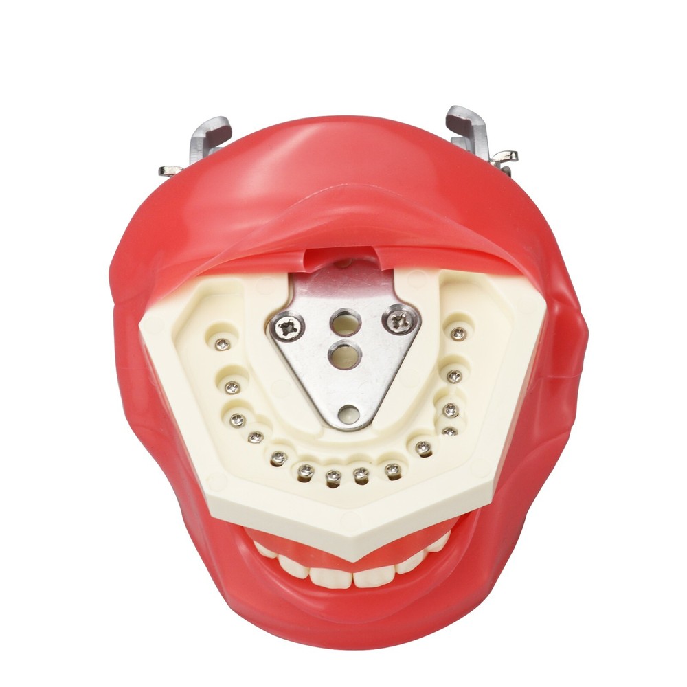 Desktop Mounted Dental Manikin Phantom Head Simulator Head Model for Training US