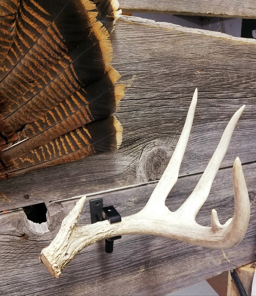Antler Shed Display Clamp