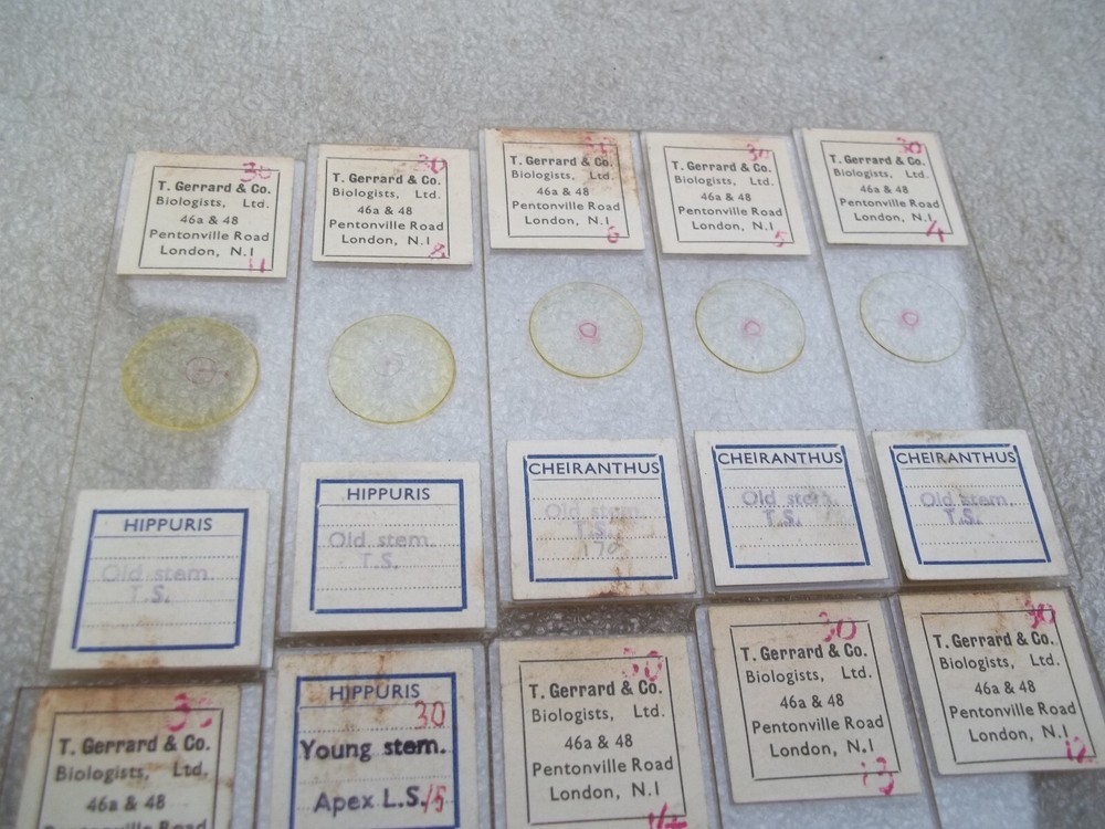 Vintage Glass Microscope Slides -