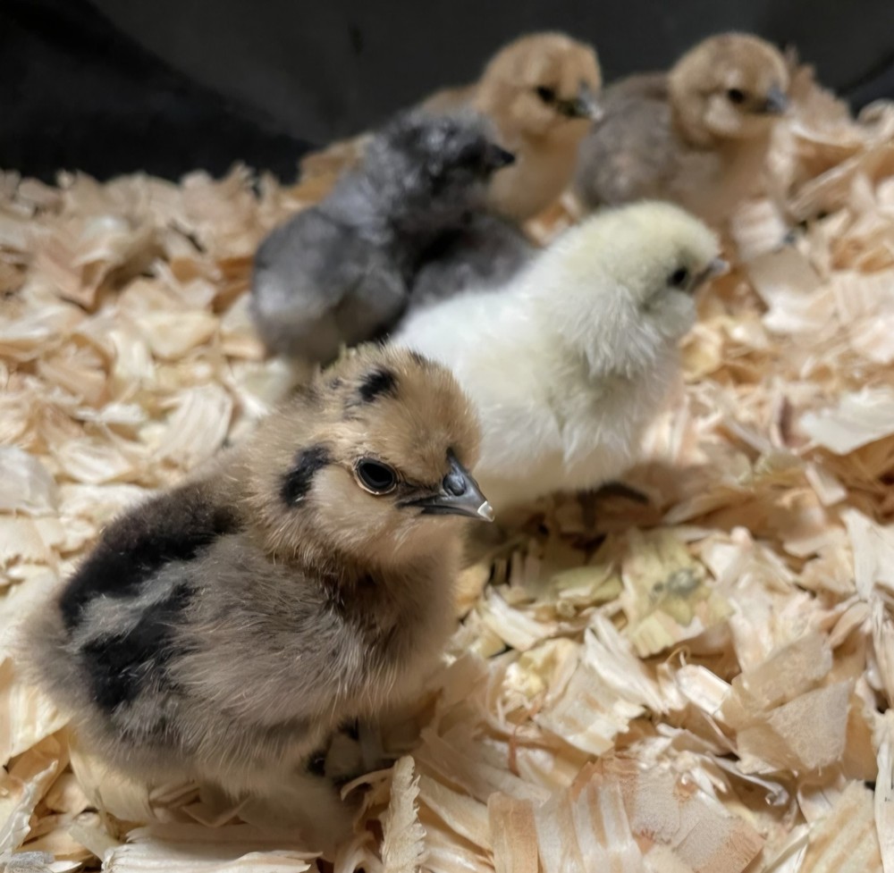 18 Silkie Hatching Eggs