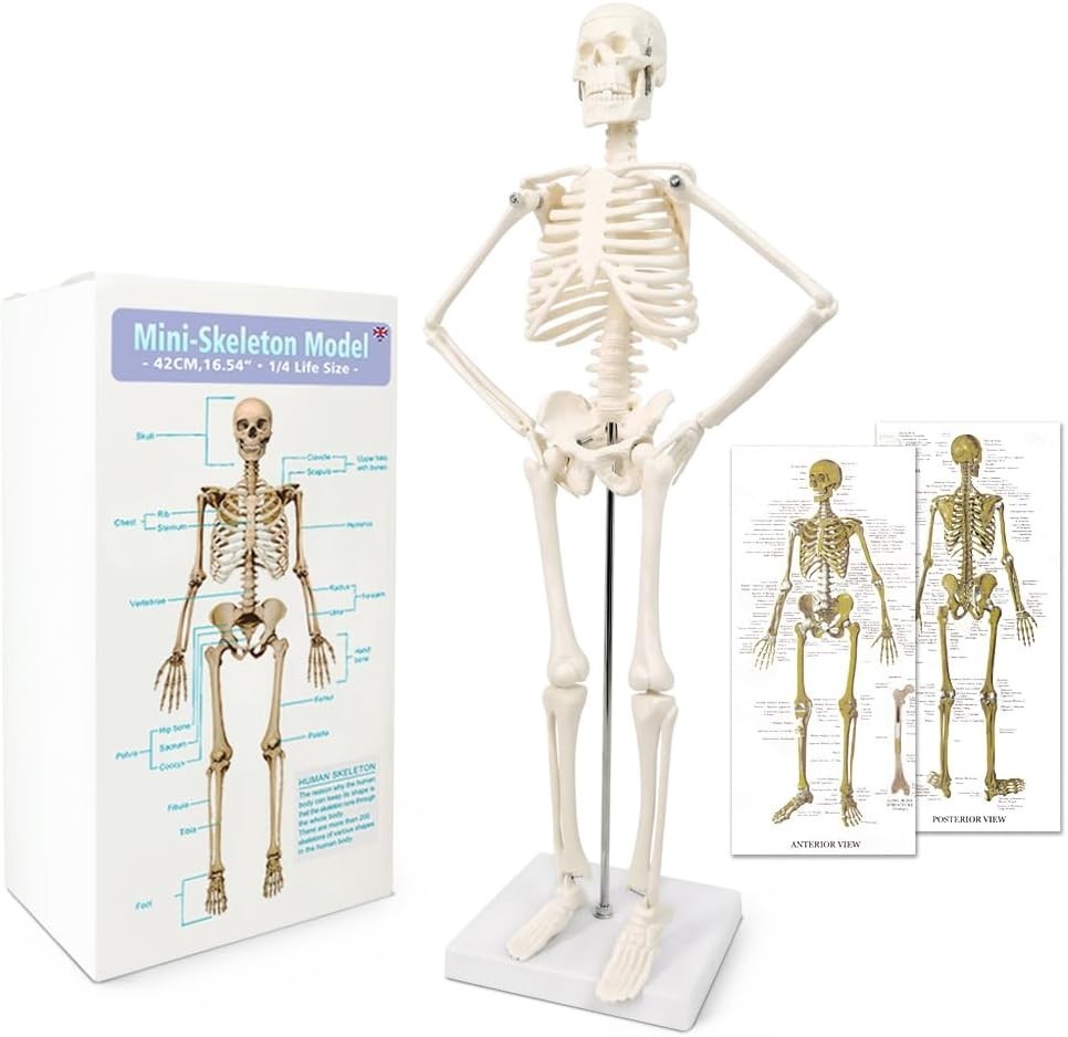 Educational 17.7” Anatomical Skeleton Model - Disassemblable for Hands-On Study