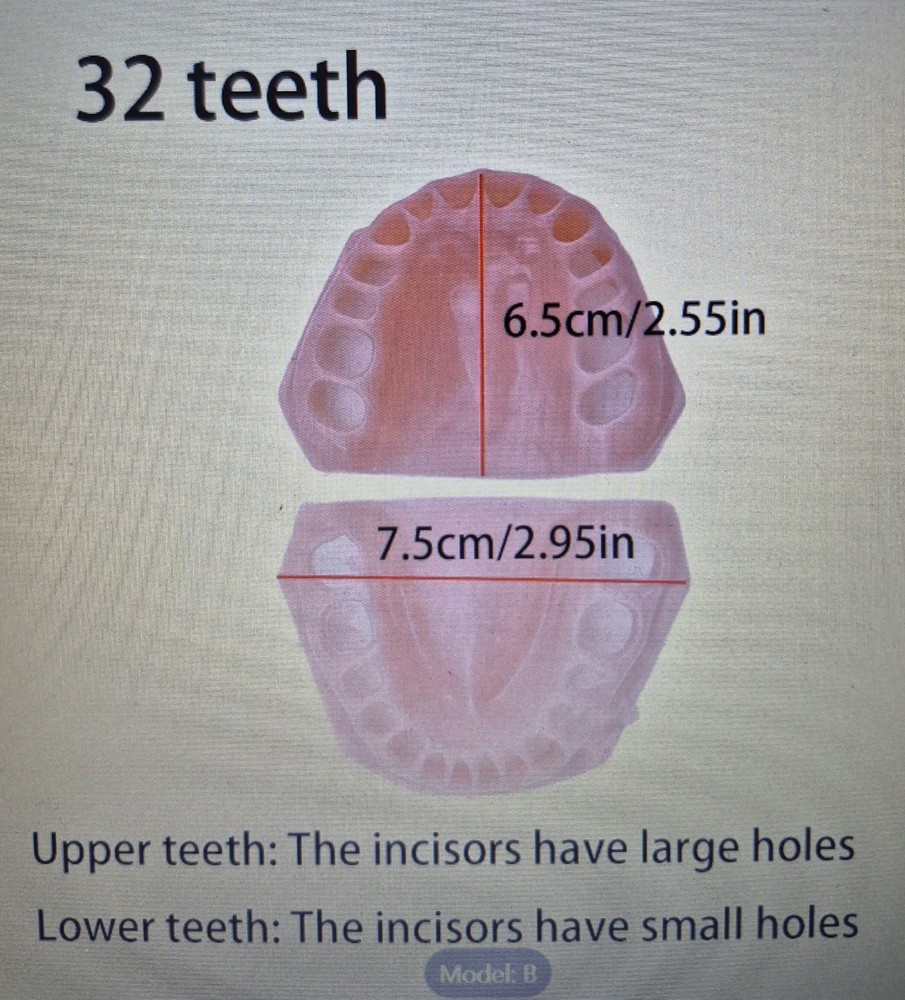 Teeth Model Gum Teaching Model, Replaceable Spare Gums, for Dentistry Students