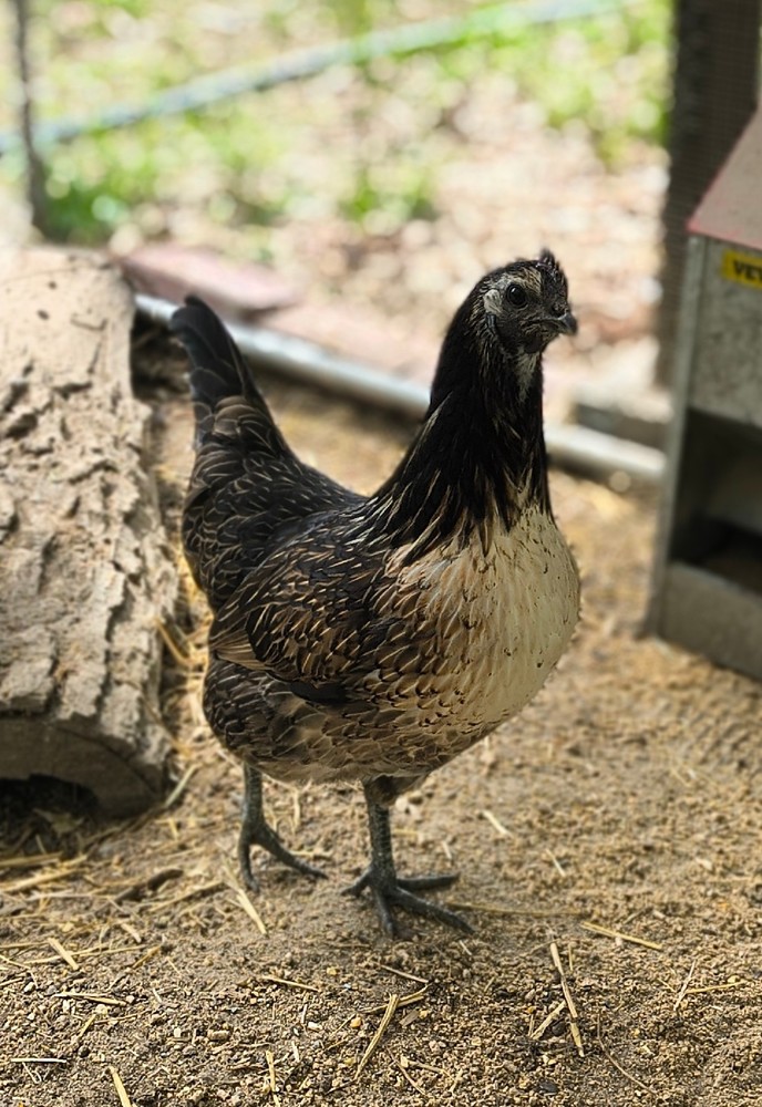 6 Rare Mosaic Hatching Eggs