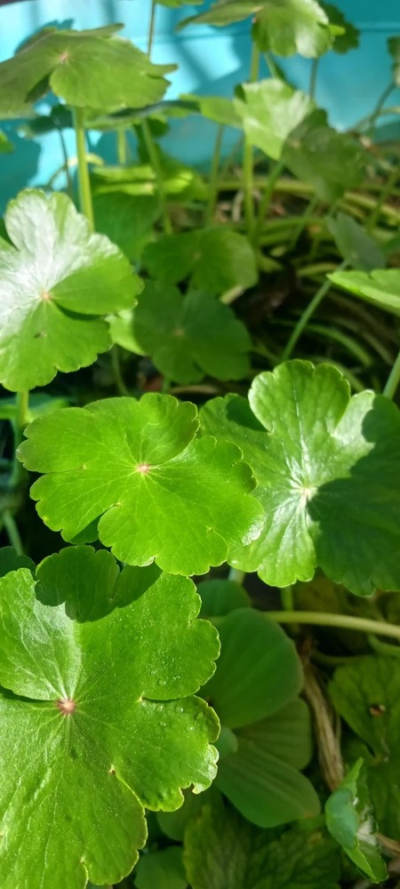 Floating Plant Combo