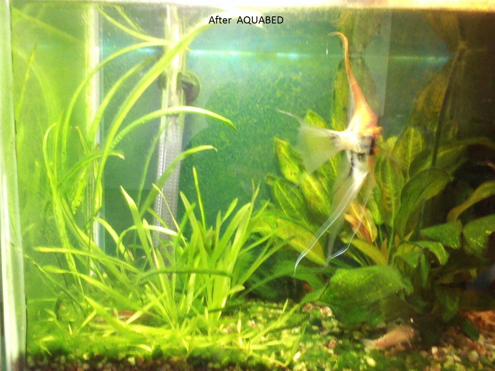 AquaBed