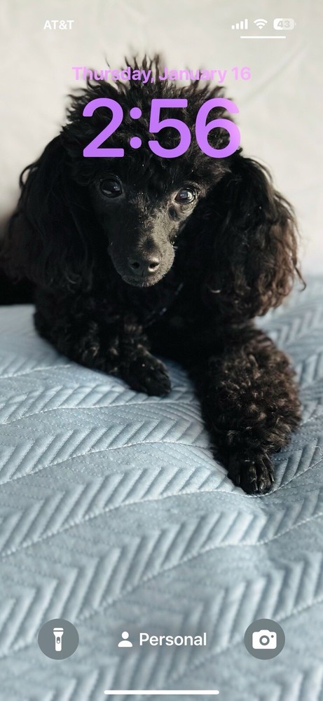 KitchenAid KSB6060BM High Performance Series Blender – Black Matte