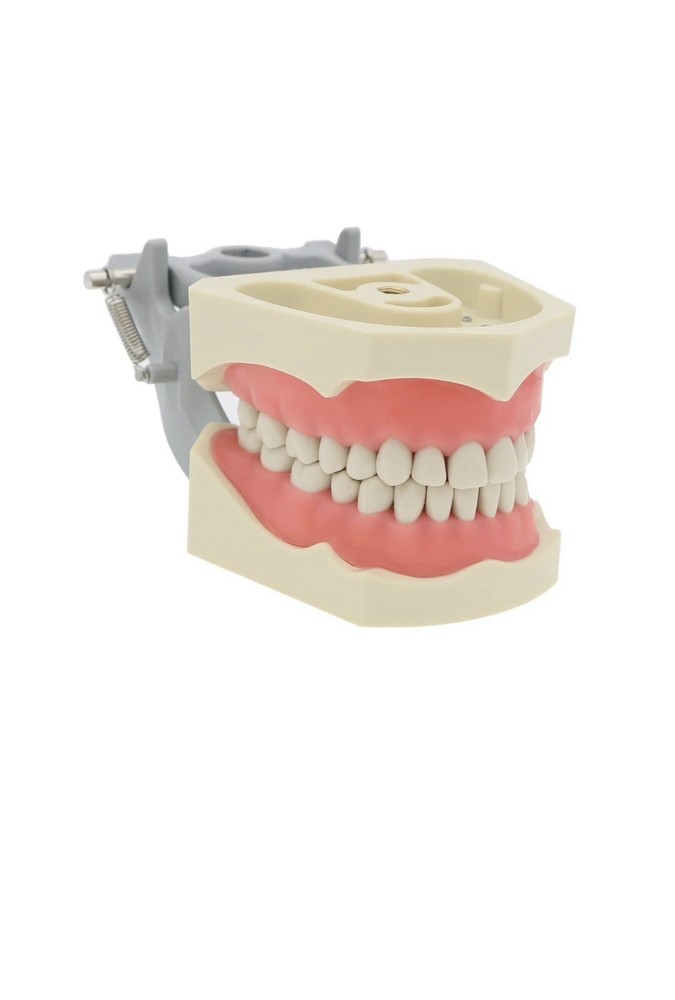 ADC EXAM teeth For Columbia Dentoform - 200 pack