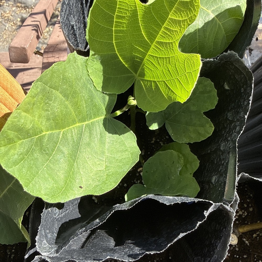 One LSU Tiger Fig Tree YOUNG