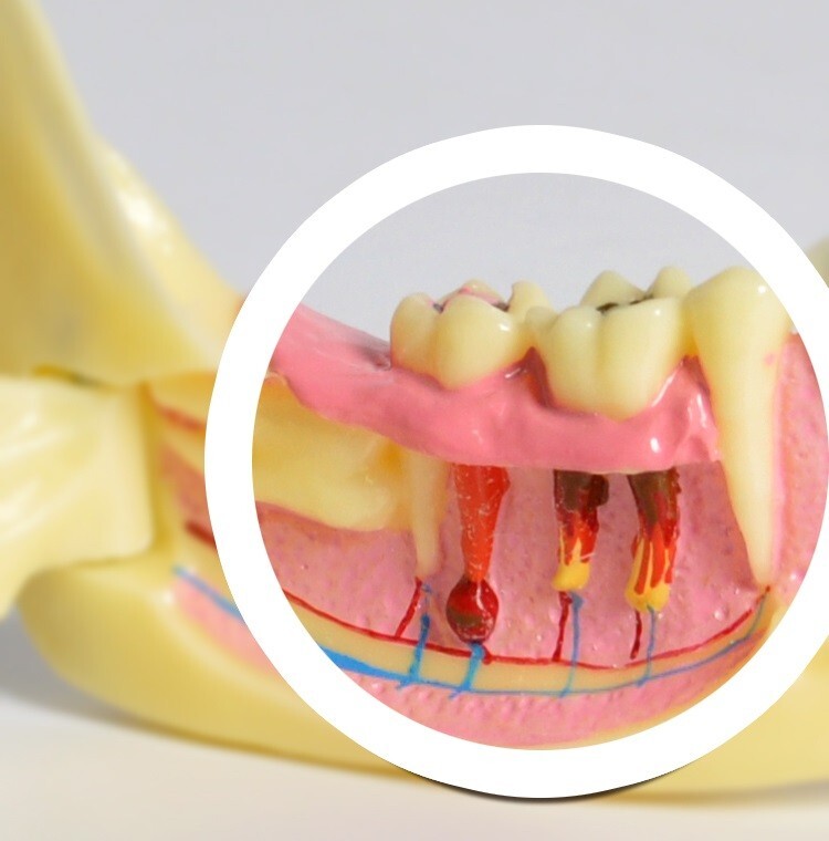 Dental Mandibular Tissue Teeth Anatomical Model Patient Teach Study Model