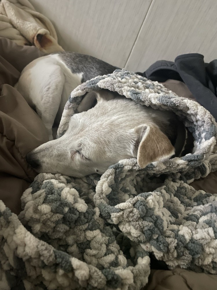 Tariff Relief 🙏 🏠 🐕 🚗