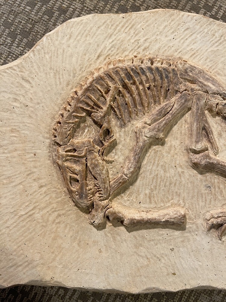 Cast Artificial Dinosaur Fossil - Beautiful