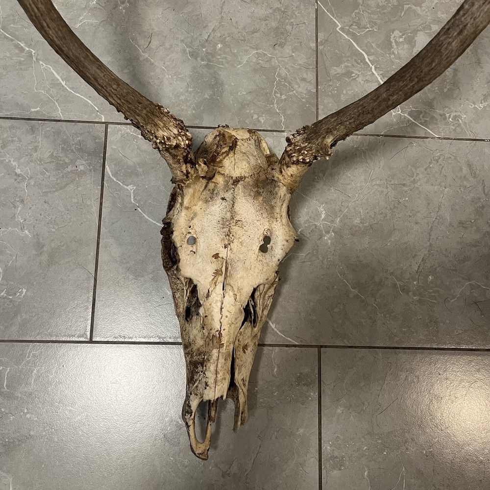 Genuine Weathered Elk Antlers/Mount- Rustic Decor