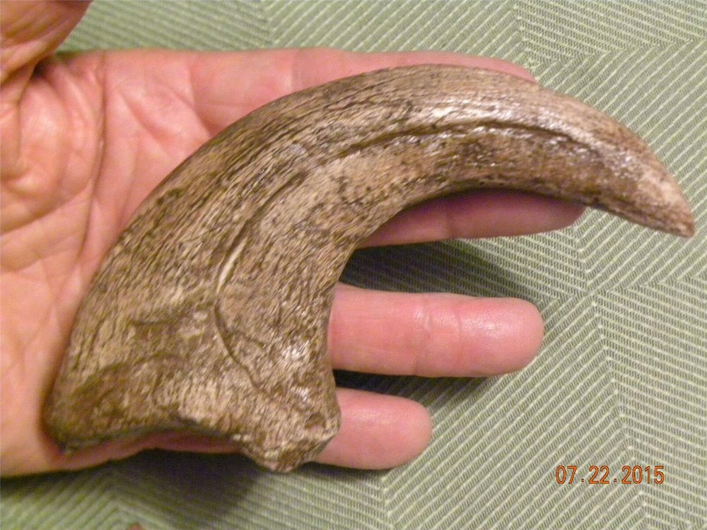 HUGE Deinonychus velociraptor claw replica 7" REPLICA