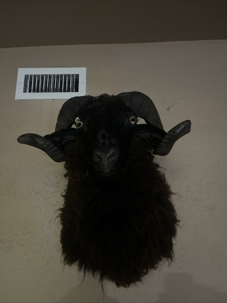 Black Hawaiian Ram
