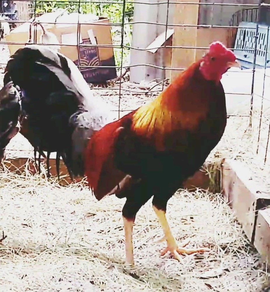 6+ Quality Landrace Chicken Hatching Eggs