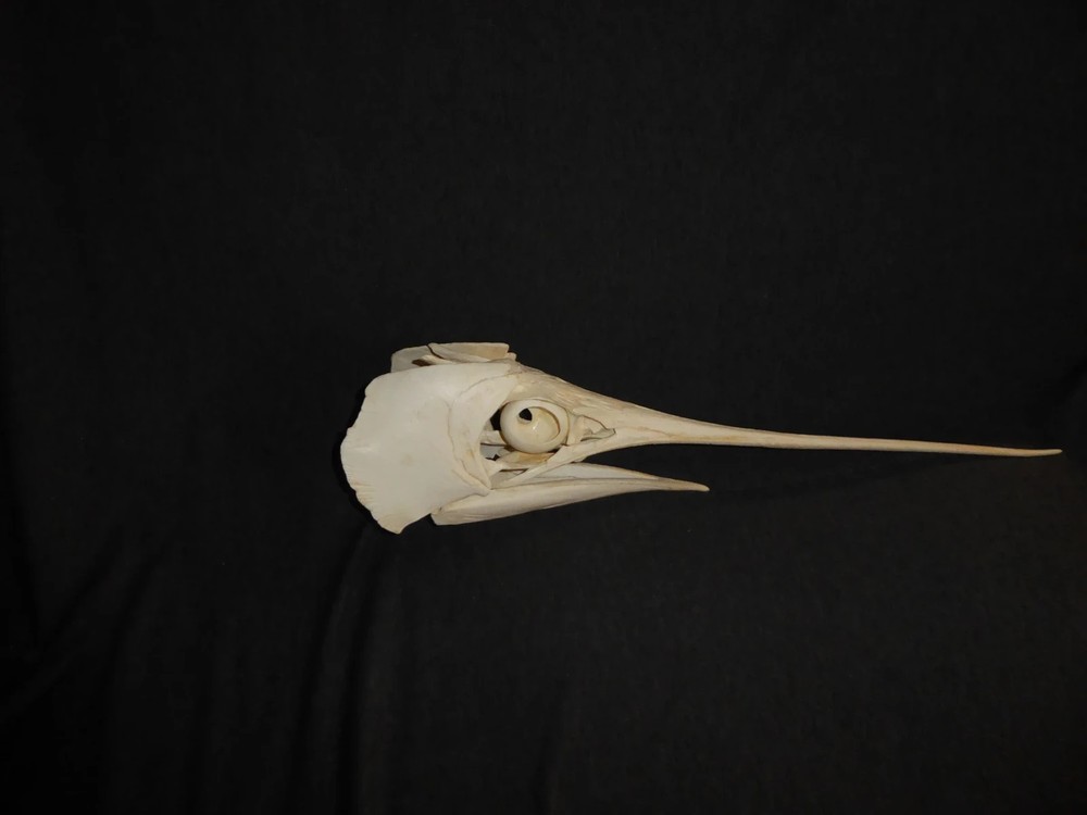 SWORDFISH SKULL REPLICA