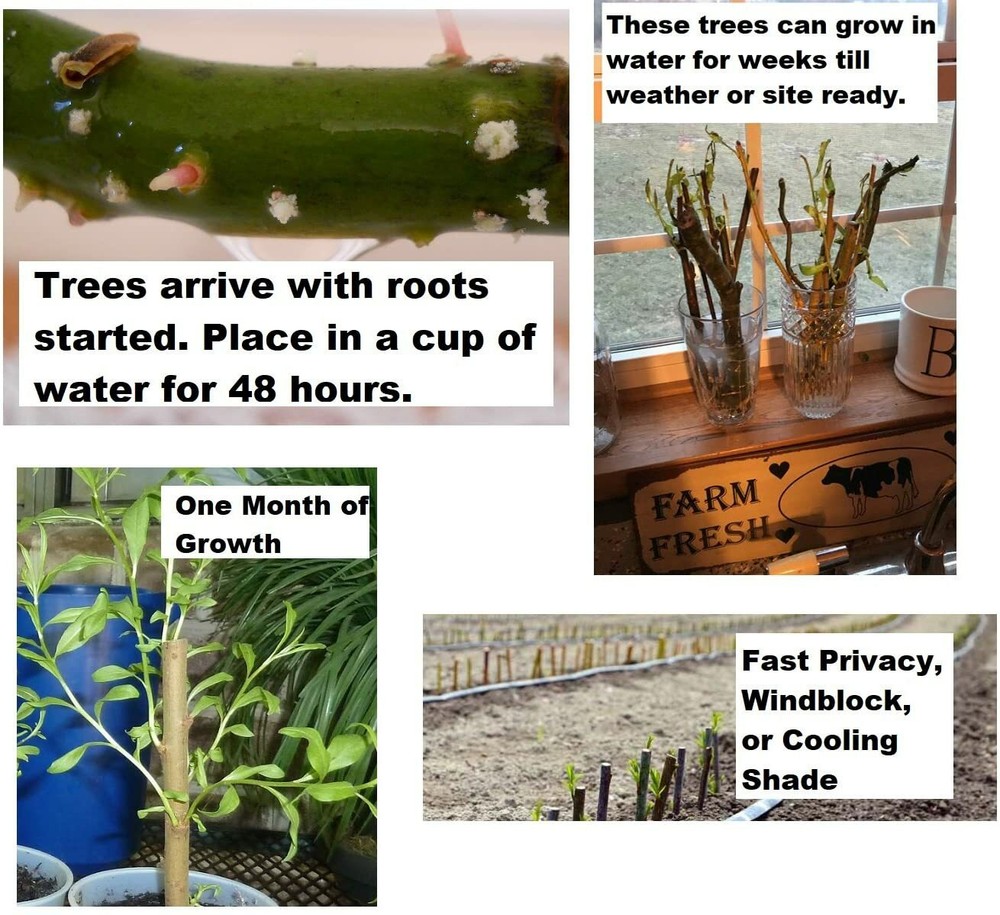 5 Willow Trees 2 Weeping Willow 2 Austree Hybrid Willow 1 Corkscrew Willow Trees