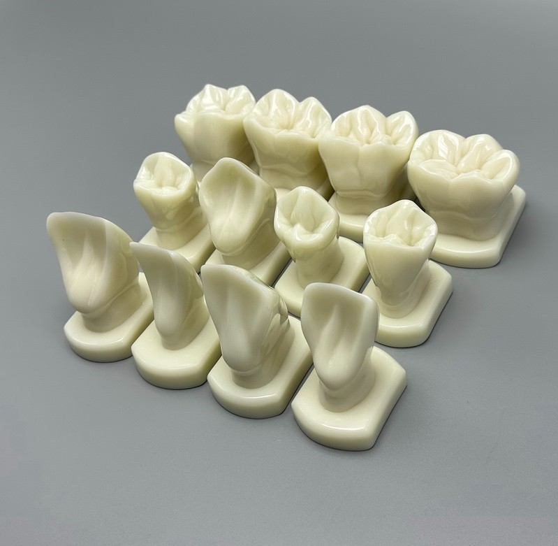 12pcs Dental Teeth Form Models For Lab Teaching Tooth Study Ortho Typodont Model