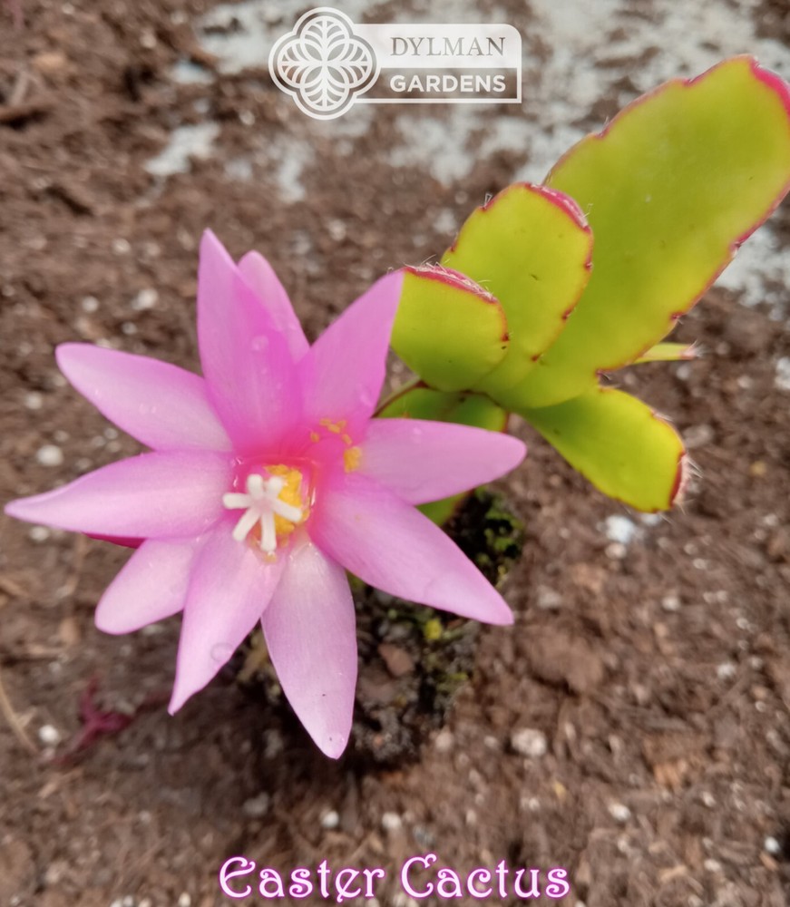 Easter Cactus (Rhipsalidopsis x graeseri) Whitsun Cactus - Multiple Sizes