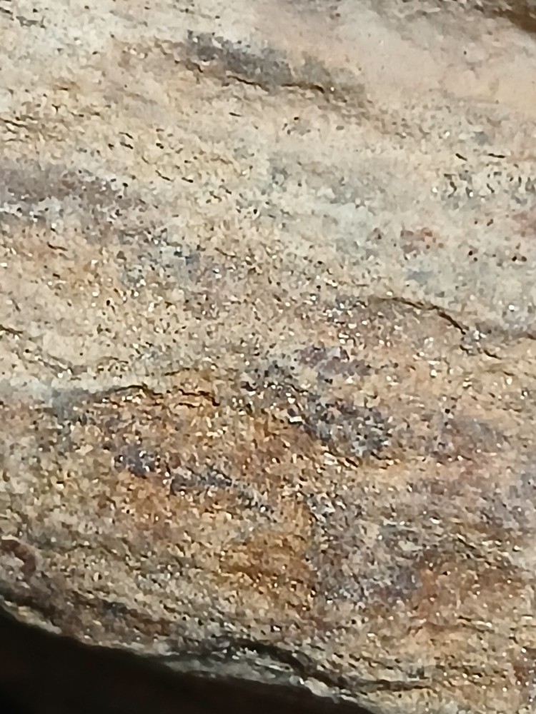 Fossilized, wood that contains gold