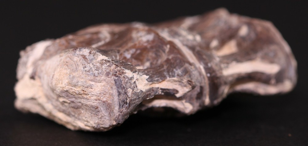 Fossil Fish Ichthyodectes Vertebrae Pair Cretaceous Kansas COA 3405