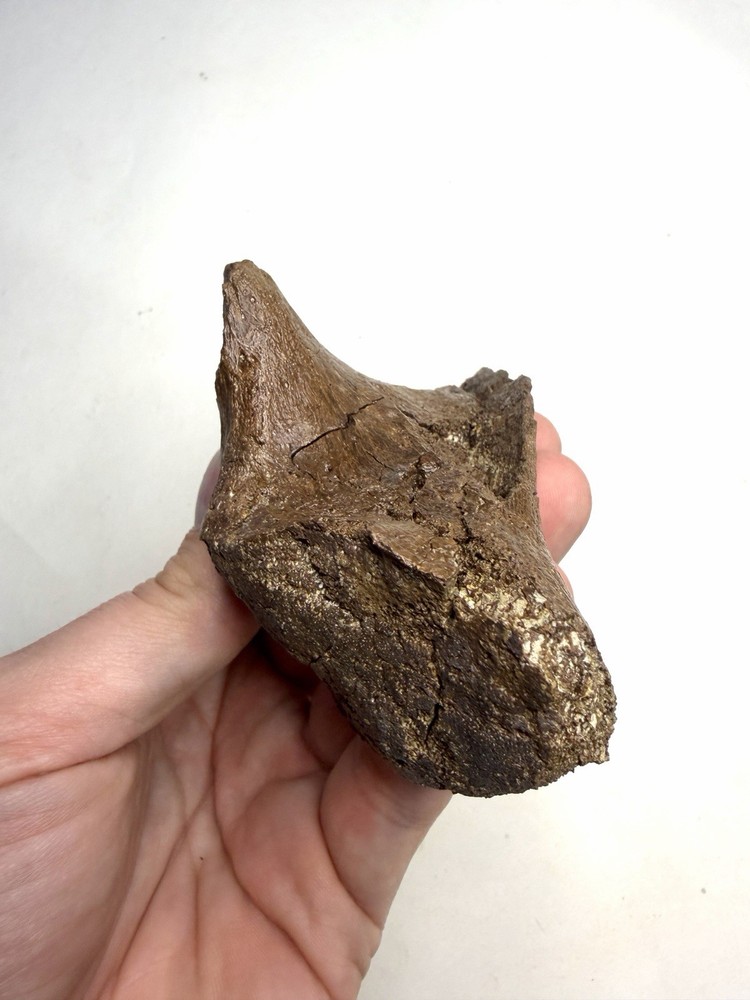 Ankylosaurus or Denversaurus Quadrate? - Lance Formation, Wyoming