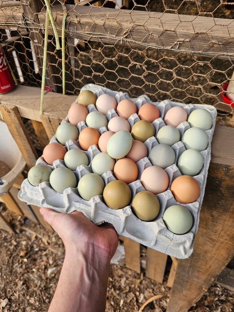 BYM Large Fowl Dozen Hatching Eggs