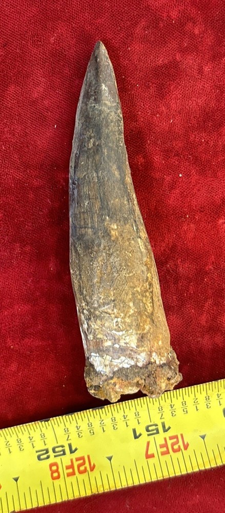 3 1/2 inch spinosaurus tooth