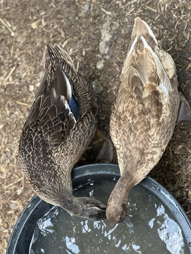 4 DUCK EGGS- WILL SHIP THE SAME DAY THEY ARE LAID