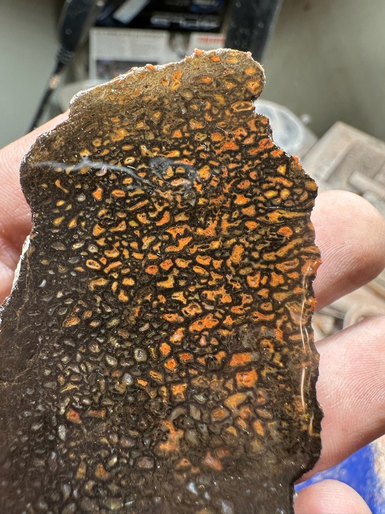 Dinosaur bone rough **hxtled end cut.