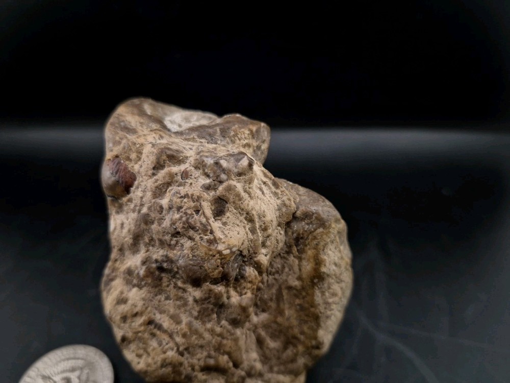 Egg Fossil Reptile 🦎 Permineralized