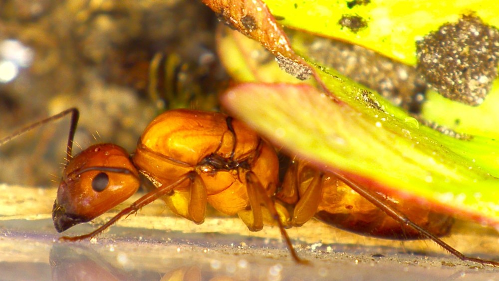 VIP Digital Microscope for Museums, Conservancies, STEM, etc.