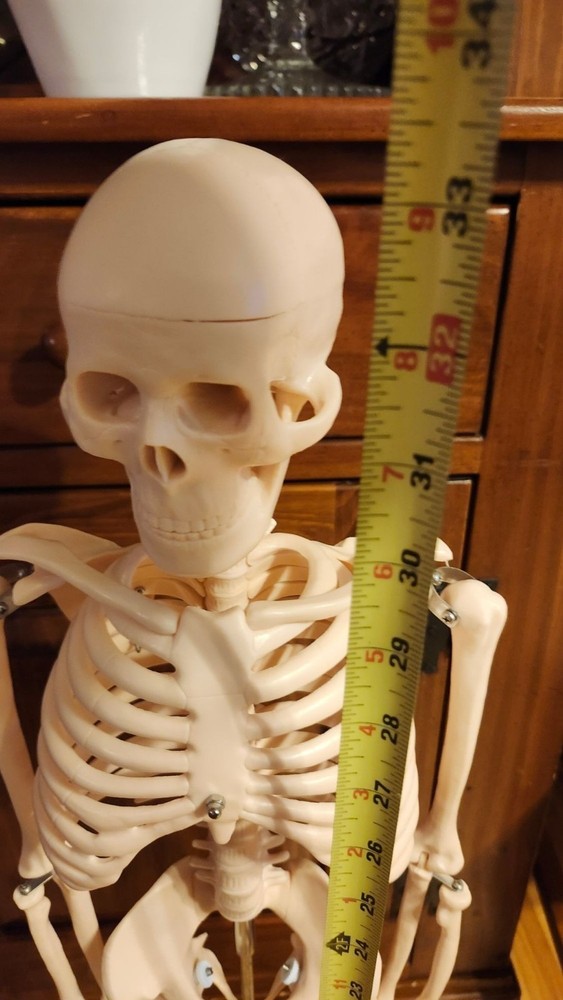 Anatomical Human Skeleton Model Educational Display & Decor