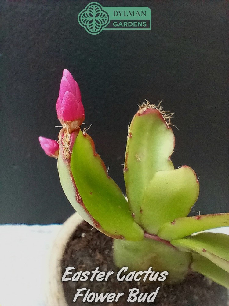 Easter Cactus (Rhipsalidopsis x graeseri) Whitsun Cactus - Multiple Sizes